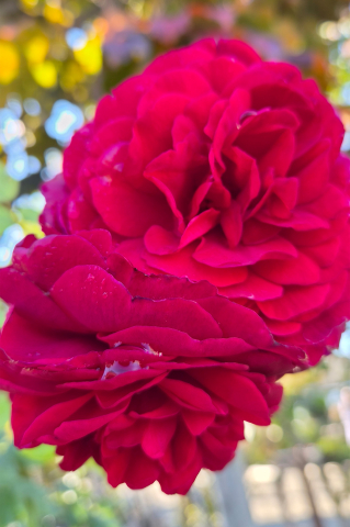 Trandafir (Rosa 'Rampicante') Catarator [1]