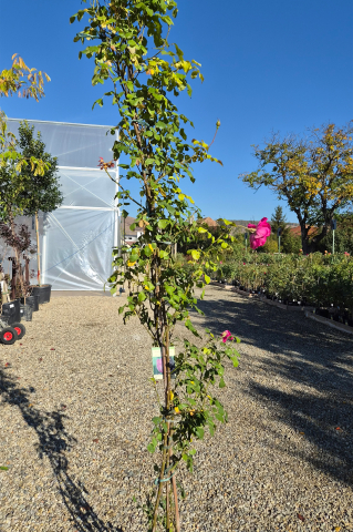 Catalog plante premium - Trandafir (Rosa 'Rampicante') Catarator