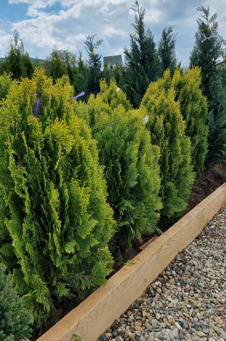 Toate produsele - Tuia orientală (Thuja orientalis 'Aurea Nana') 60-80 cm
