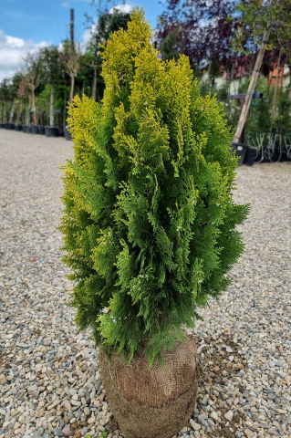 Tuia orientală (Thuja orientalis 'Aurea Nana') 60-80 cm [1]