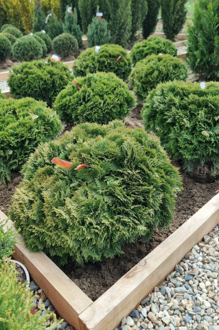 Toate produsele - Tuia (Thuja occidentalis 'Danica') 40-50 cm