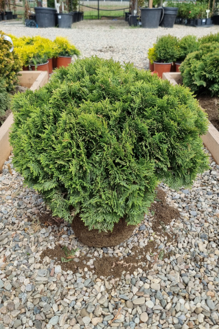 Tuia (Thuja occidentalis 'Danica') 40-50 cm [1]