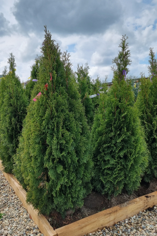 Toate produsele - Tuia (Thuja occidentalis 'Smaragd') 100-125 cm Tuns