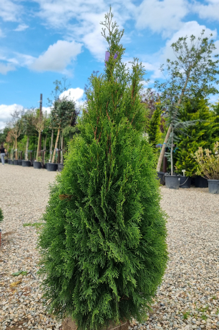Tuia (Thuja occidentalis 'Smaragd') 100-125 cm Tuns [3]