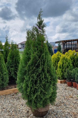 Tuia (Thuja occidentalis 'Smaragd') 100-125 cm Tuns [2]