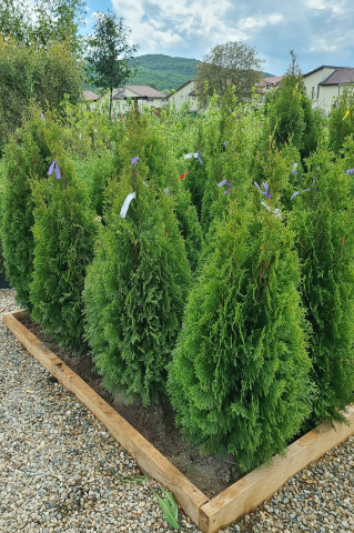 Tuia (Thuja occidentalis 'Smaragd') 100-125 cm Tuns [1]
