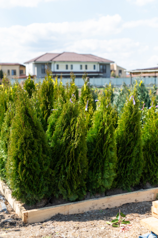 Toate produsele - Tuia (Thuja occidentalis 'Smaragd') 125-150 cm Tuns