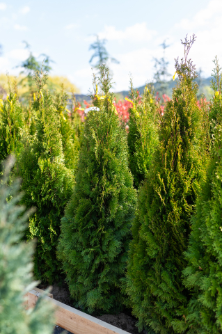 Tuia (Thuja occidentalis 'Smaragd') 125-150 cm Tuns [1]