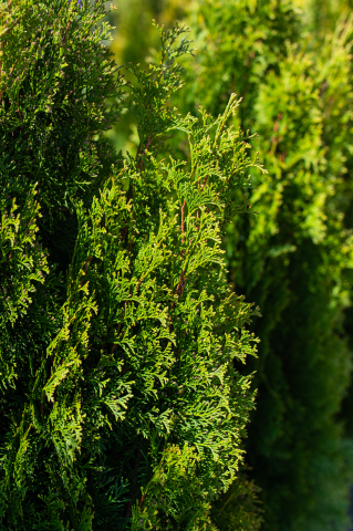 Tuia (Thuja occidentalis 'Smaragd') 125-150 cm Tuns [2]