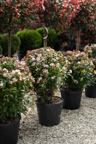 Toate produsele - Viburnum (Viburnum tinus) C15L