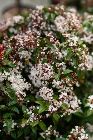 Viburnum (Viburnum tinus) C15L [1]
