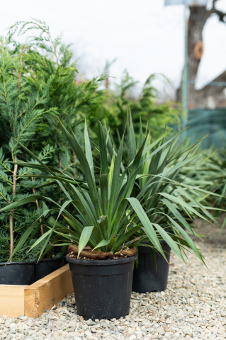 Arbuști ornamentali - Yucca (Yucca gloriosa) C10L