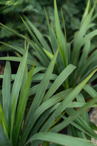 Yucca (Yucca gloriosa) C10L [1]