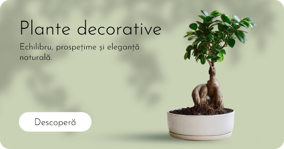 Plante decorative
