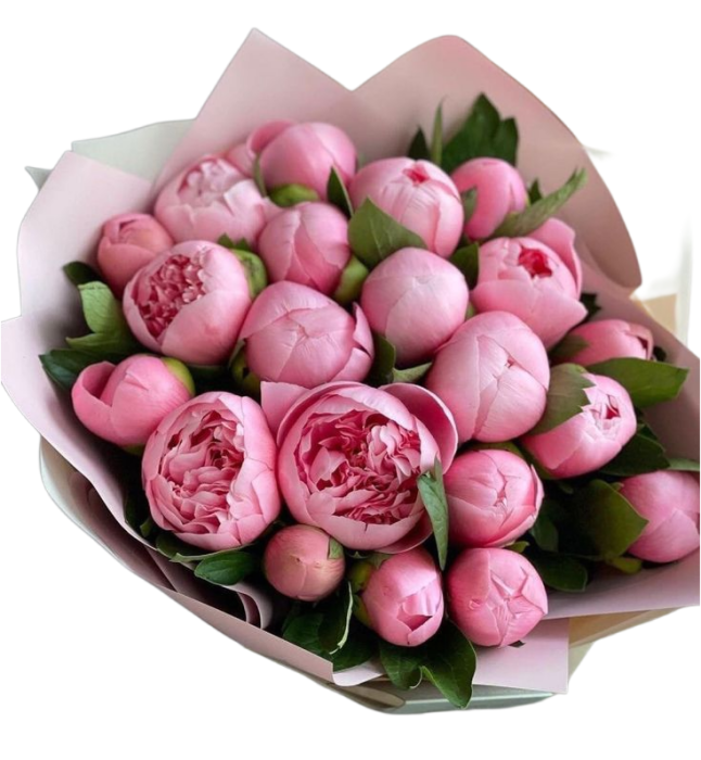 Bujori Roz Pink Velvet [2]