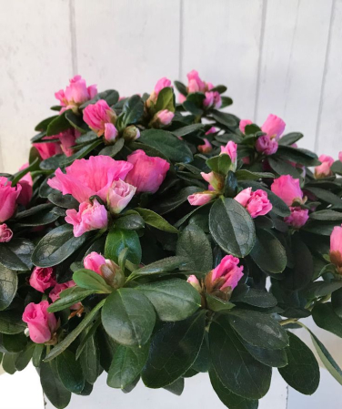 Plante de primăvară - Azalee Ghiveci