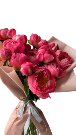 Bujori - Peonies - Bujori Coral Charm