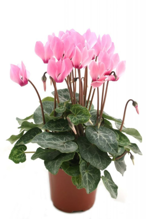 Plante de primăvară - Cyclamen Ghiveci