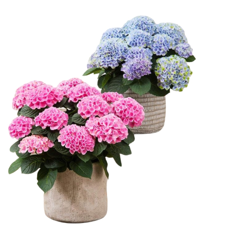 Primăvară & 1–8 Martie - Hortensie în ghiveci