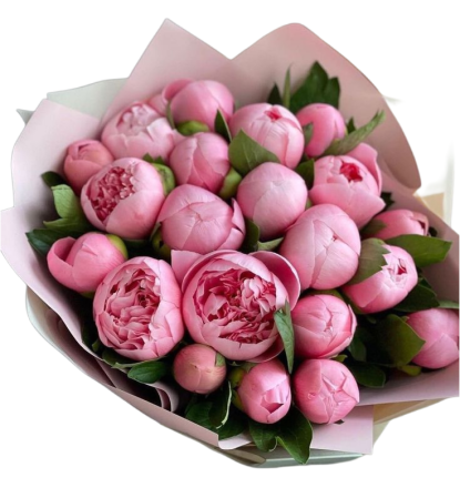 Bujori Roz Pink Velvet [1]