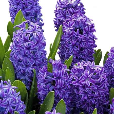 Primăvară & 1–8 Martie - Zambile în ghiveci