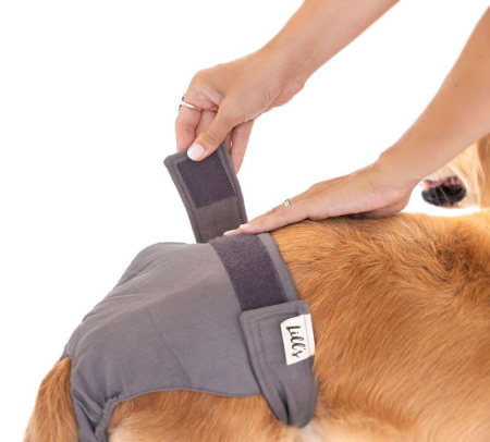 Pantaloni LOU pentru catele in calduri , foarte absorbanti, lavabili - din bumbac 100% organic [8]