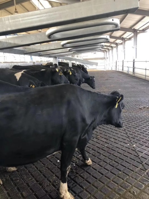 Covor zootehnie cu insertie PLY 17mm grosime, 1200 mm latime [3]