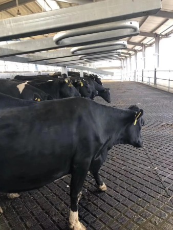 Rola covor zootehnie cu insertie PLY 25mm grosime, 1200 mm latime, 5 m lungime ( 6 mp) [2]