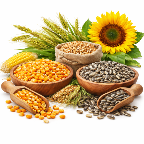 Semințe cultură mare