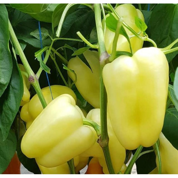 Semințe de ardei Barlem F1 [1]