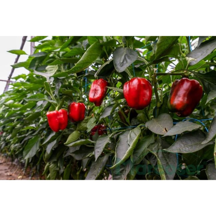 Semințe de ardei Beniel F1 [1]