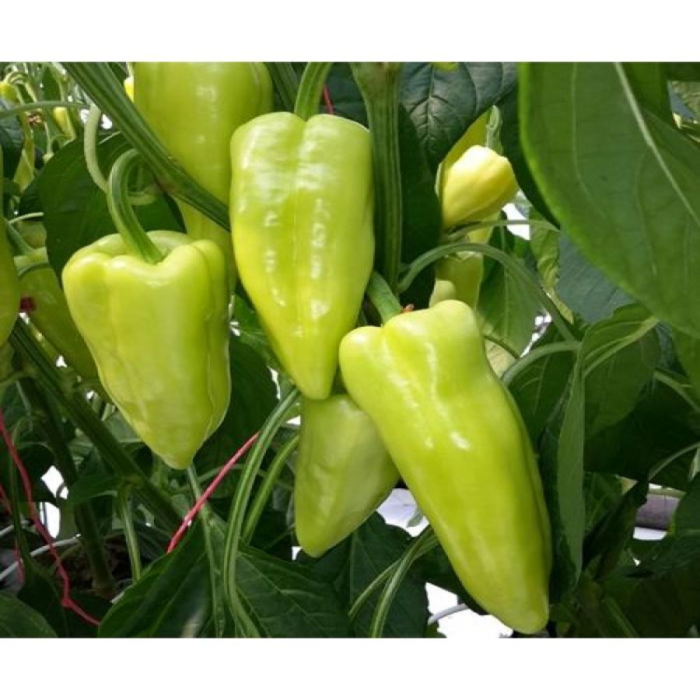 Semințe de ardei conic, ușor iute, Cassovia F1 [1]