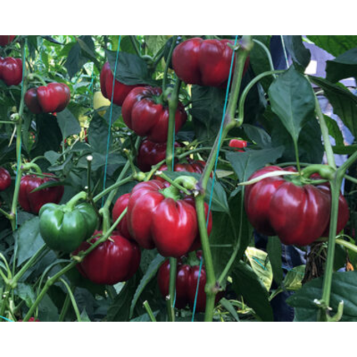 Semințe de ardei gogoșar, Gogorez F1 [1]