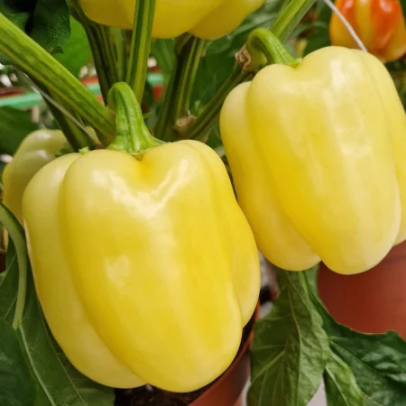 Semințe de ardei gras tip blocky Batory F1 [1]