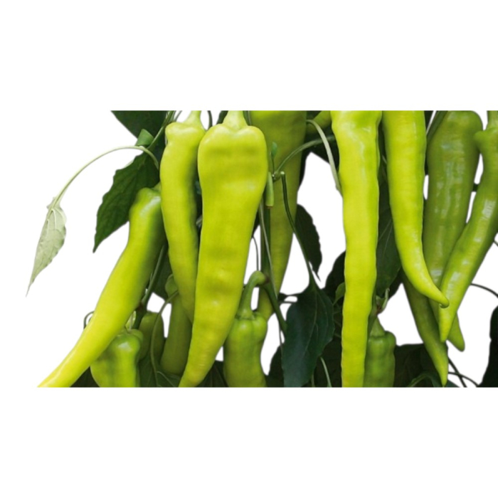 Semințe de ardei lung, iute, Griff F1 [1]