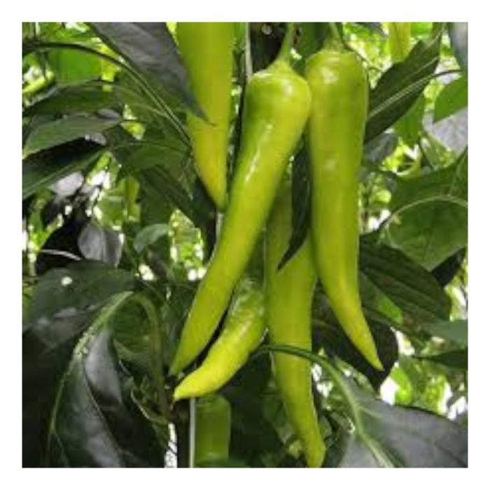 Semințe de ardei lung, iute, Kard F1 [1]