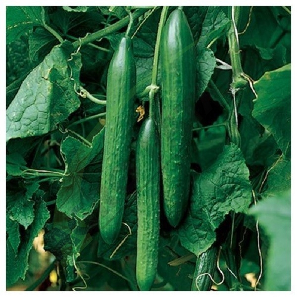 Semințe de castraveți tip Cornichon Bomber F1 [1]