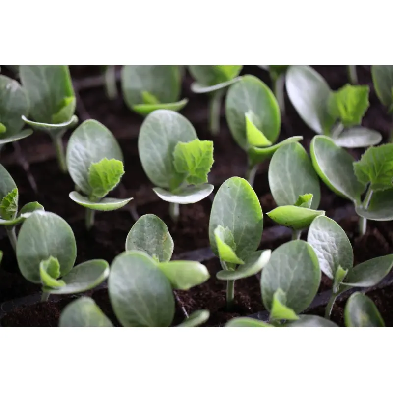 Semințe de portaltoi pepene Carnivor F1 [1]