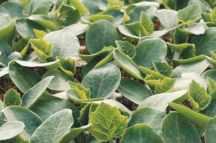 Semințe de portaltoi pepene Vitalley F1 [1]