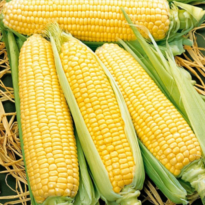 Semințe de porumb zaharat Spirit F1 [2]