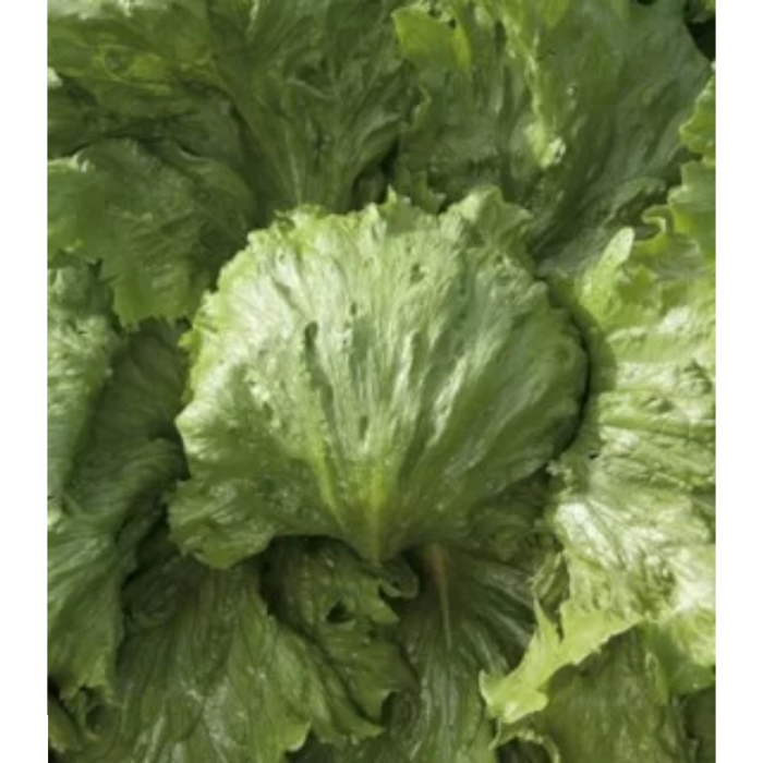 Semințe de salată Ice Circle drajat [1]