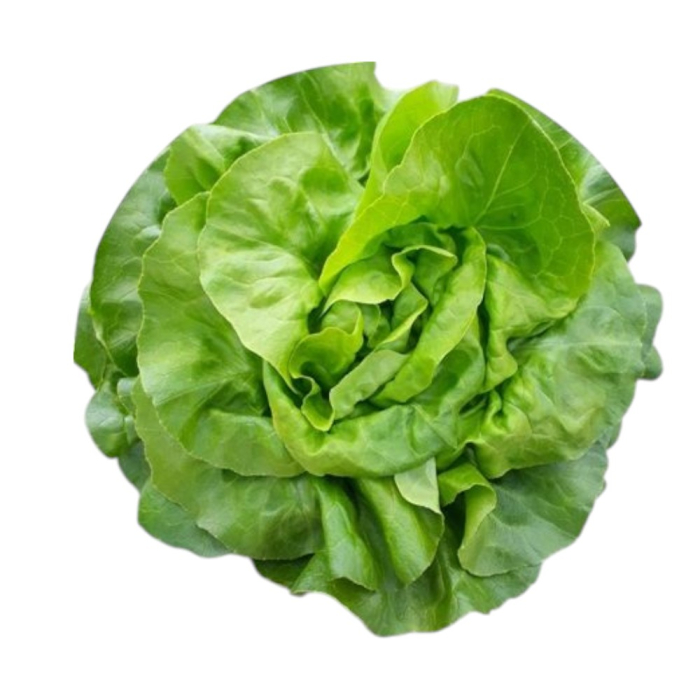 Semințe de salată Orelian drajat [1]