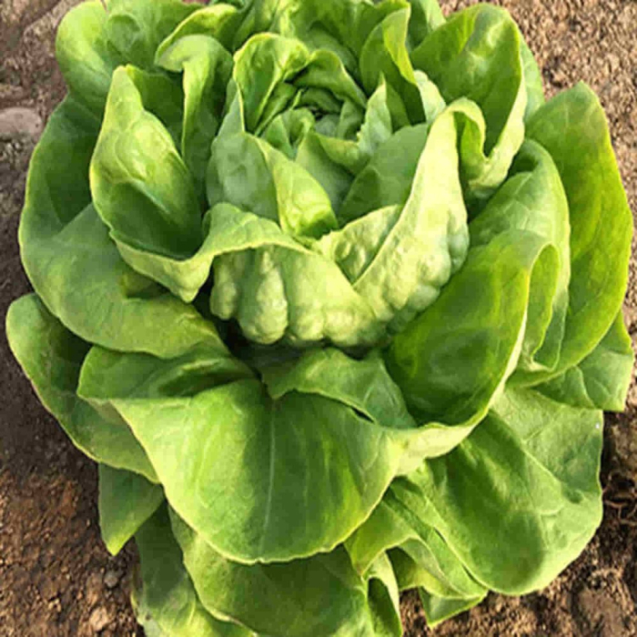 Semințe de salată Singapore [1]