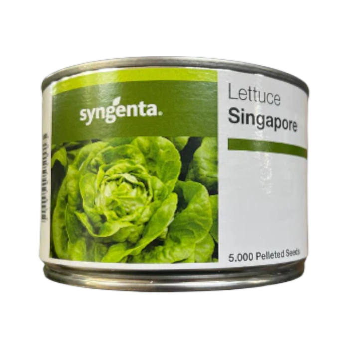 Semințe de salată Singapore drajat [1]