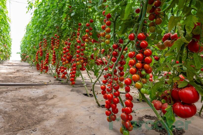 Semințe de tomate Cherye F1 [1]