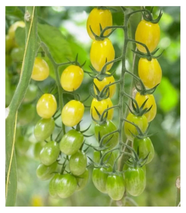 Semințe de tomate Ivorino F1 [1]