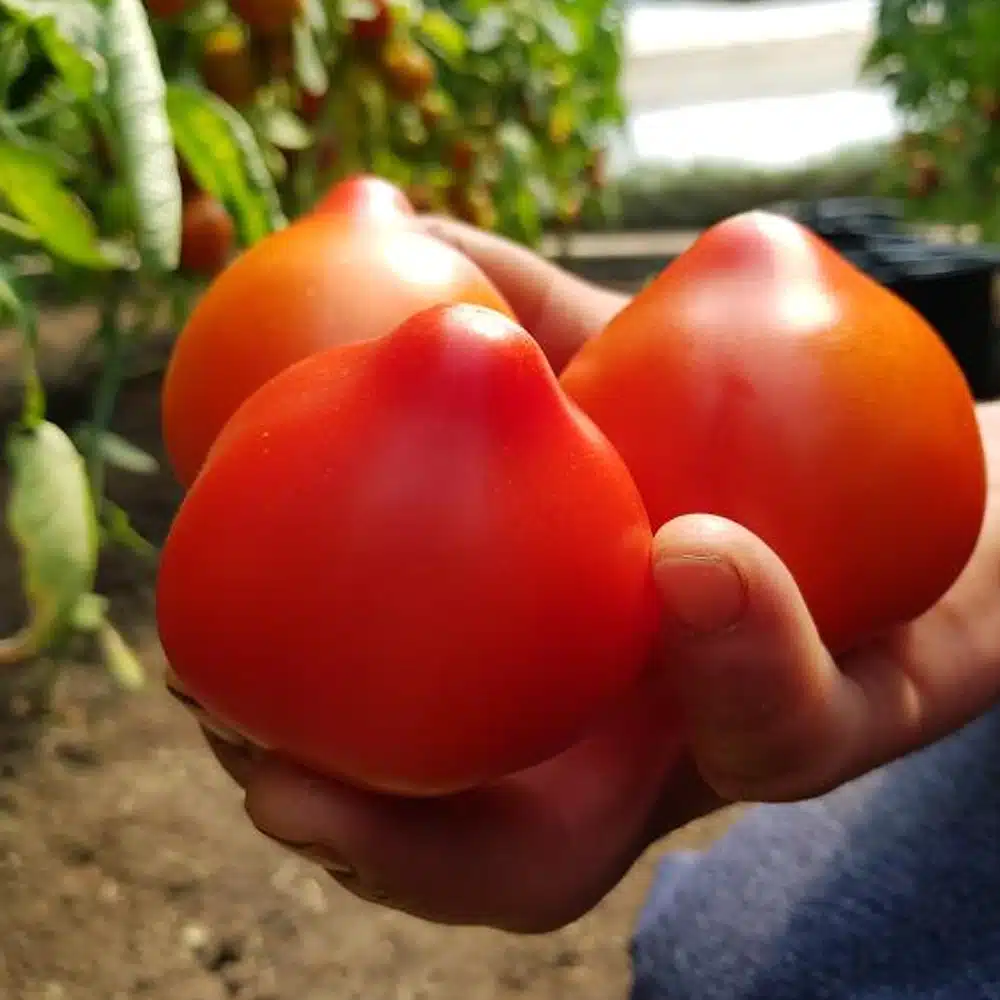 Semințe de tomate Melanet F1 [1]