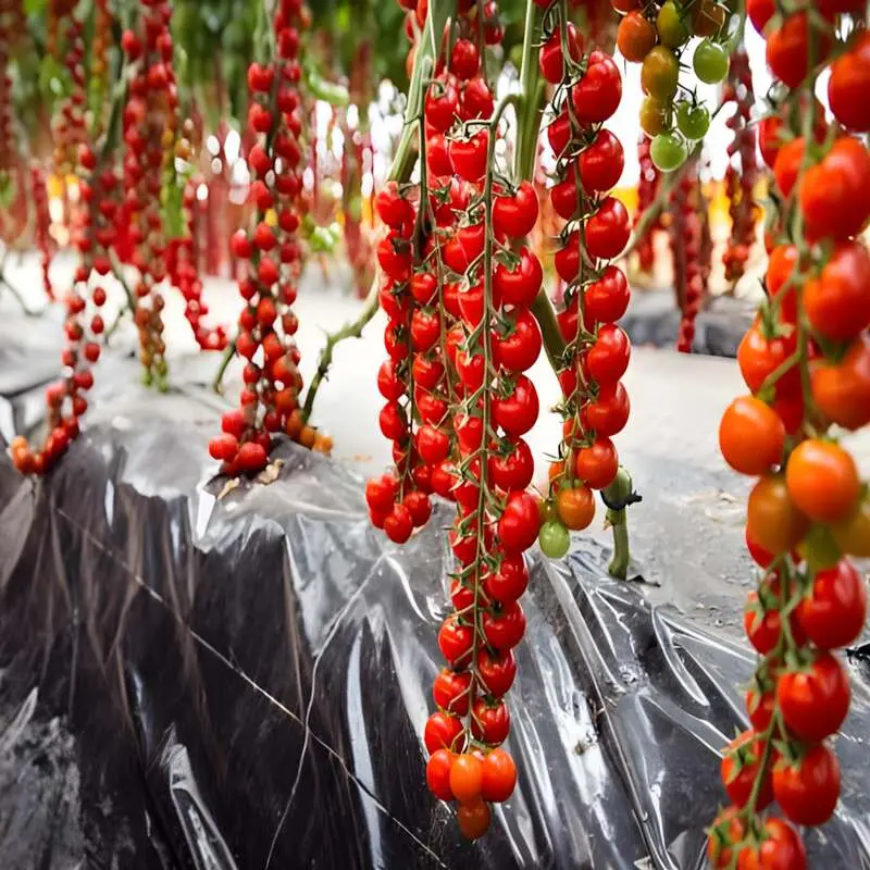 Semințe de tomate Paskualeto F1 [1]