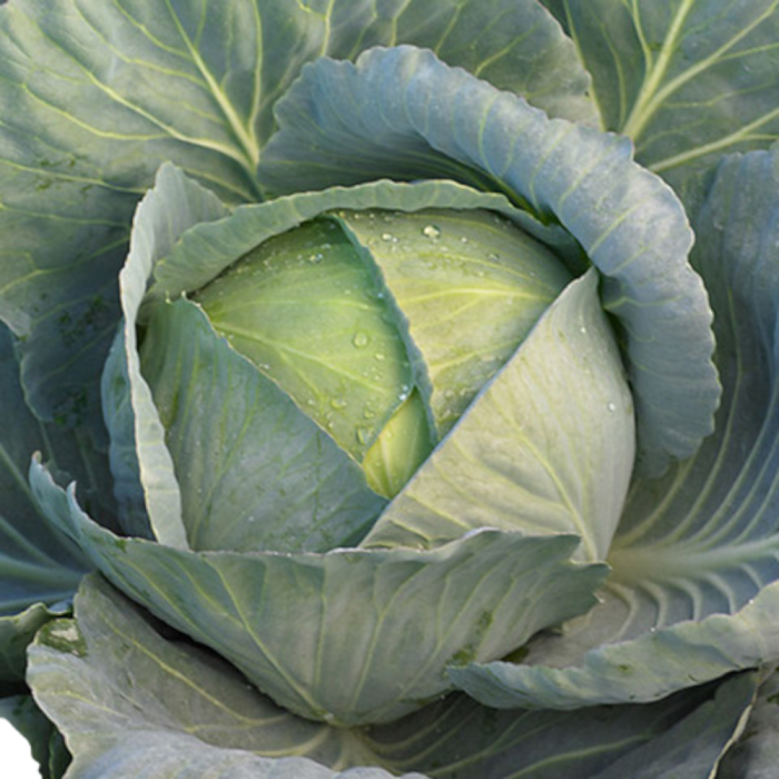 Semințe de varză albă Katator F1 [1]