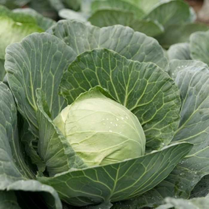 Semințe de varză albă Kilagreg F1 [1]
